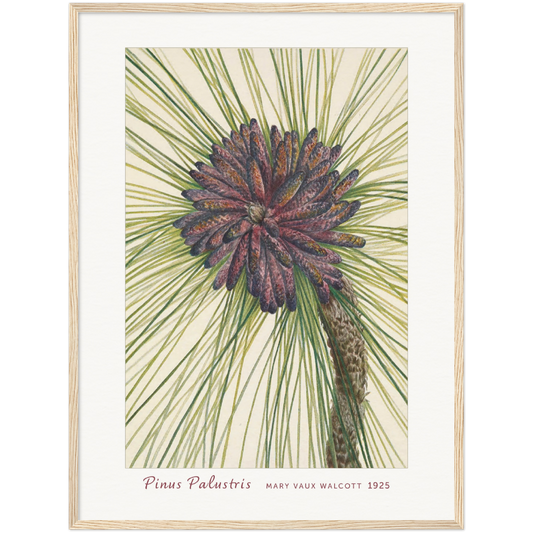 LONGLEAF PINE. PINUS PALUSTRIS (1925)