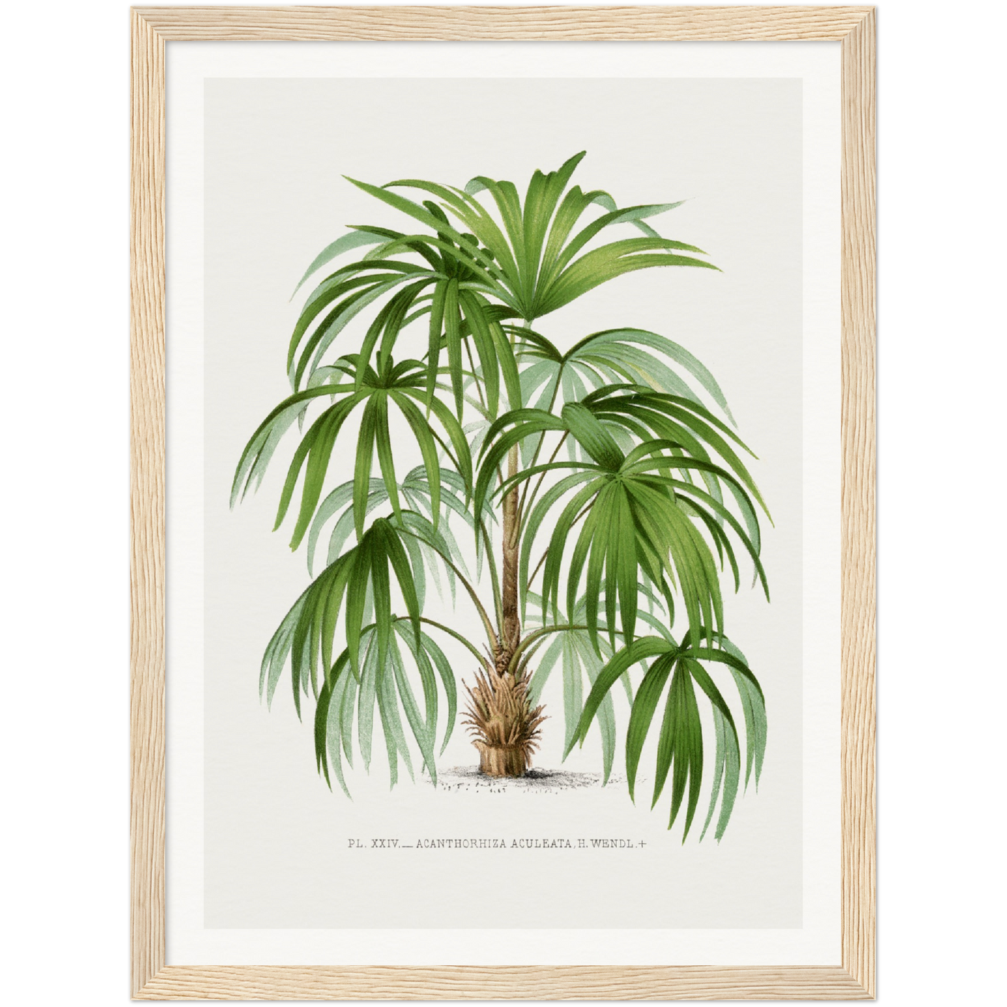 ACULEATA PALM