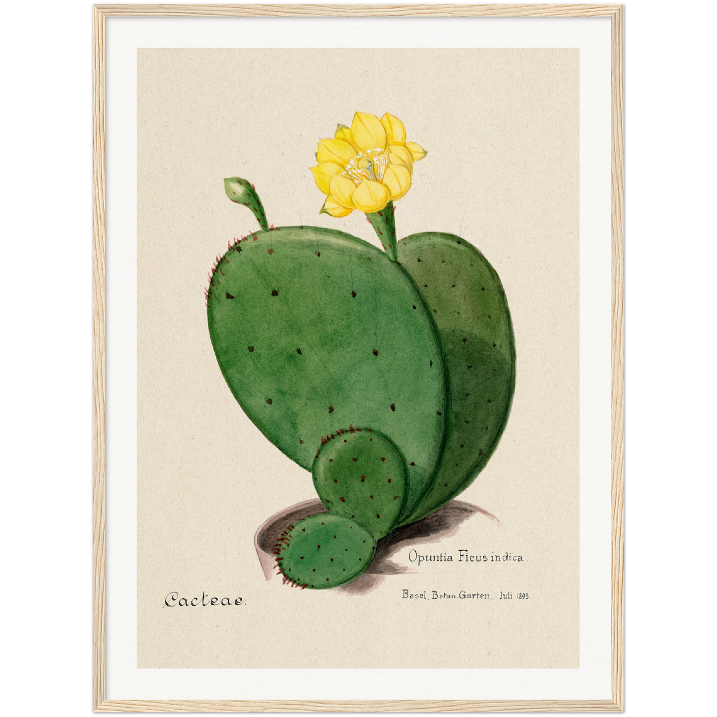 INDIAN FIG OPUNTIA CACTUS