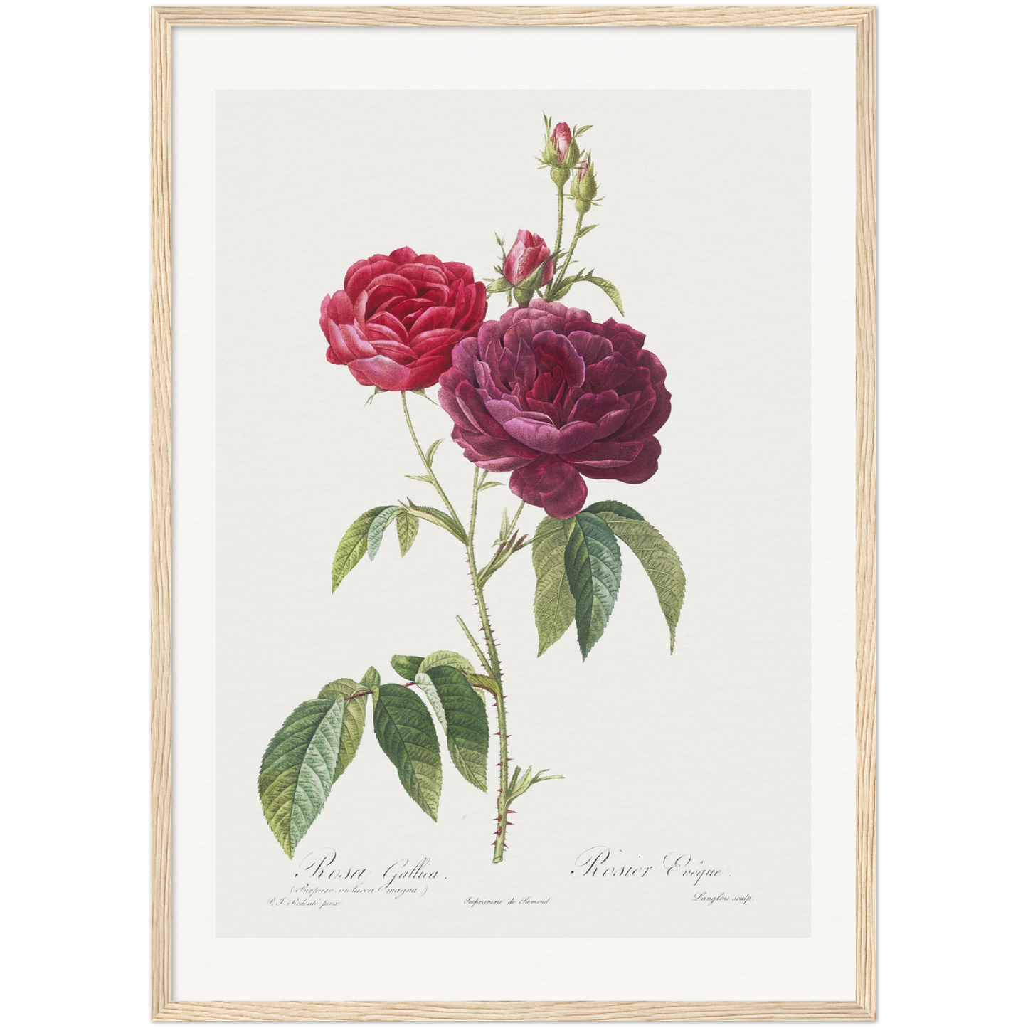 PURPLE FRENCH ROSE, ROSA GALLICA PURPURO-VIOLACEA MAGNA