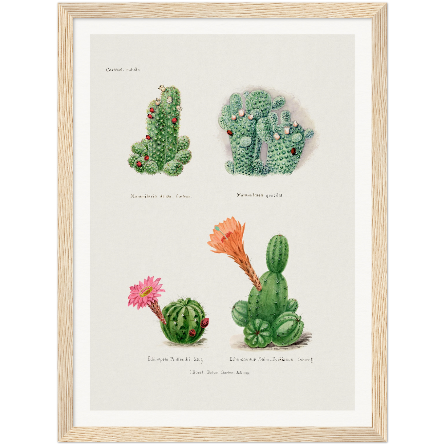 CACTI