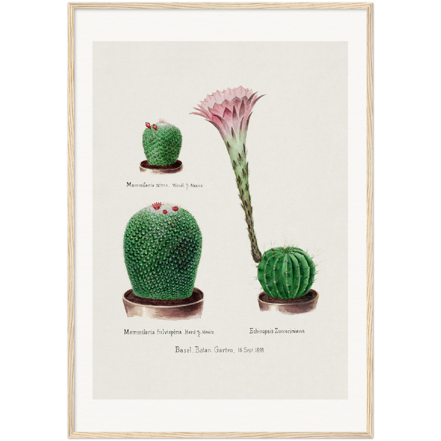 RAINBOW PINCUSHION CACTUS AND EASTER LILY