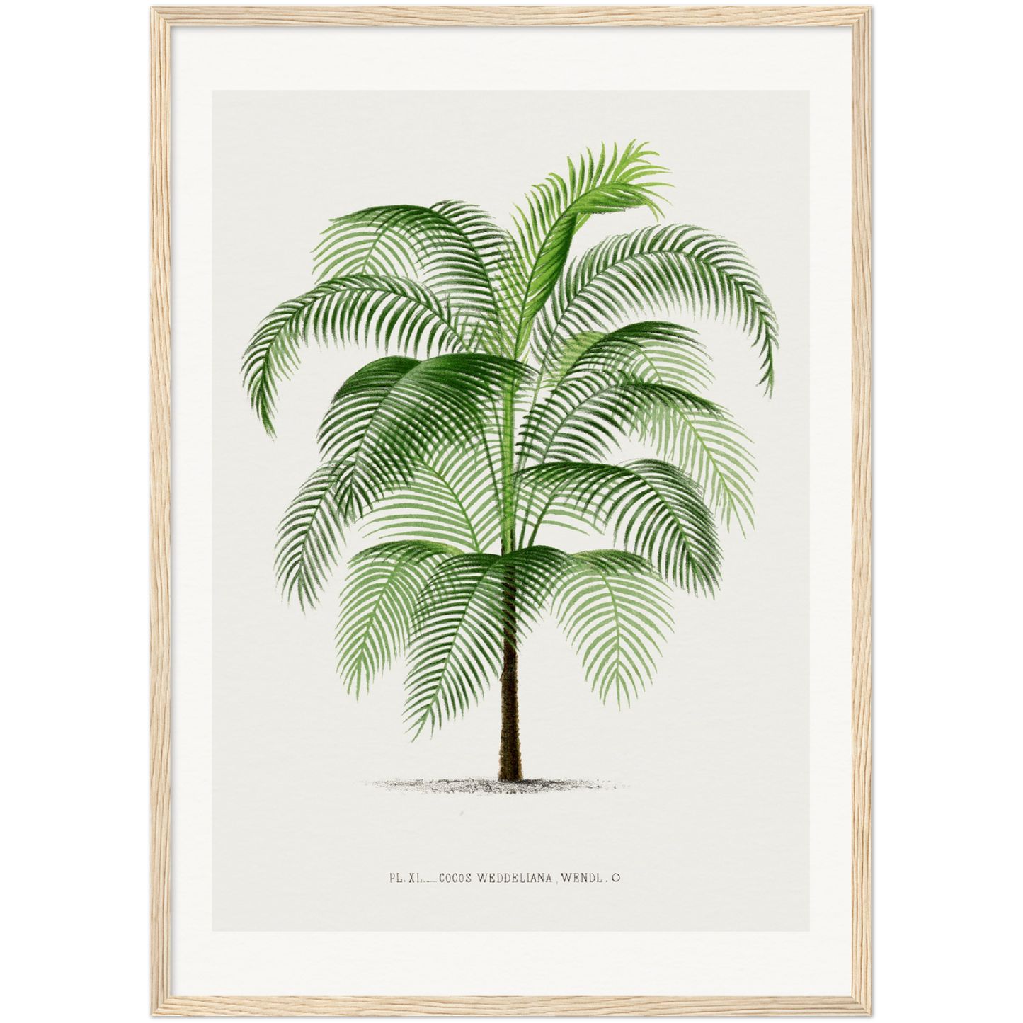 COCOS PALM