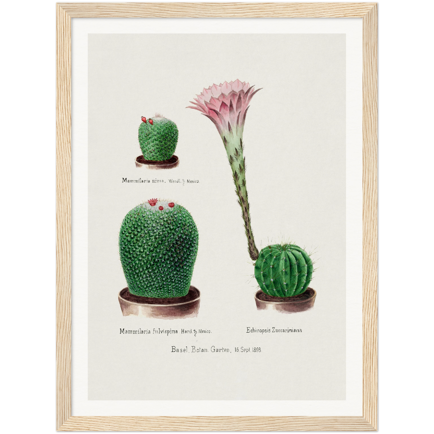 RAINBOW PINCUSHION CACTUS AND EASTER LILY