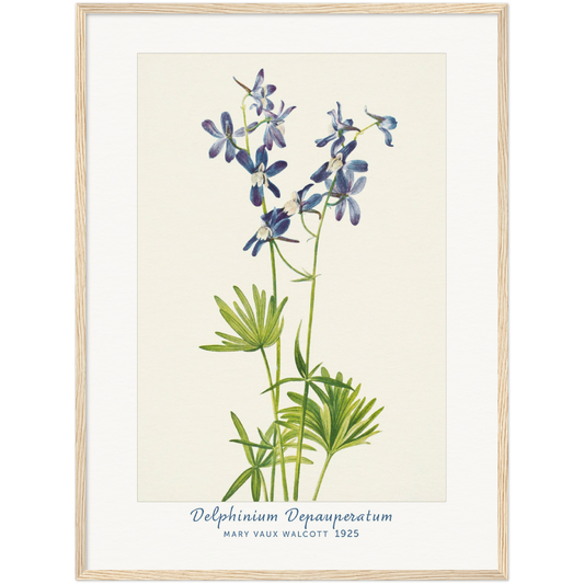 SLIM LARKSPUR. DELPHINIUM DEPAUPERATUM