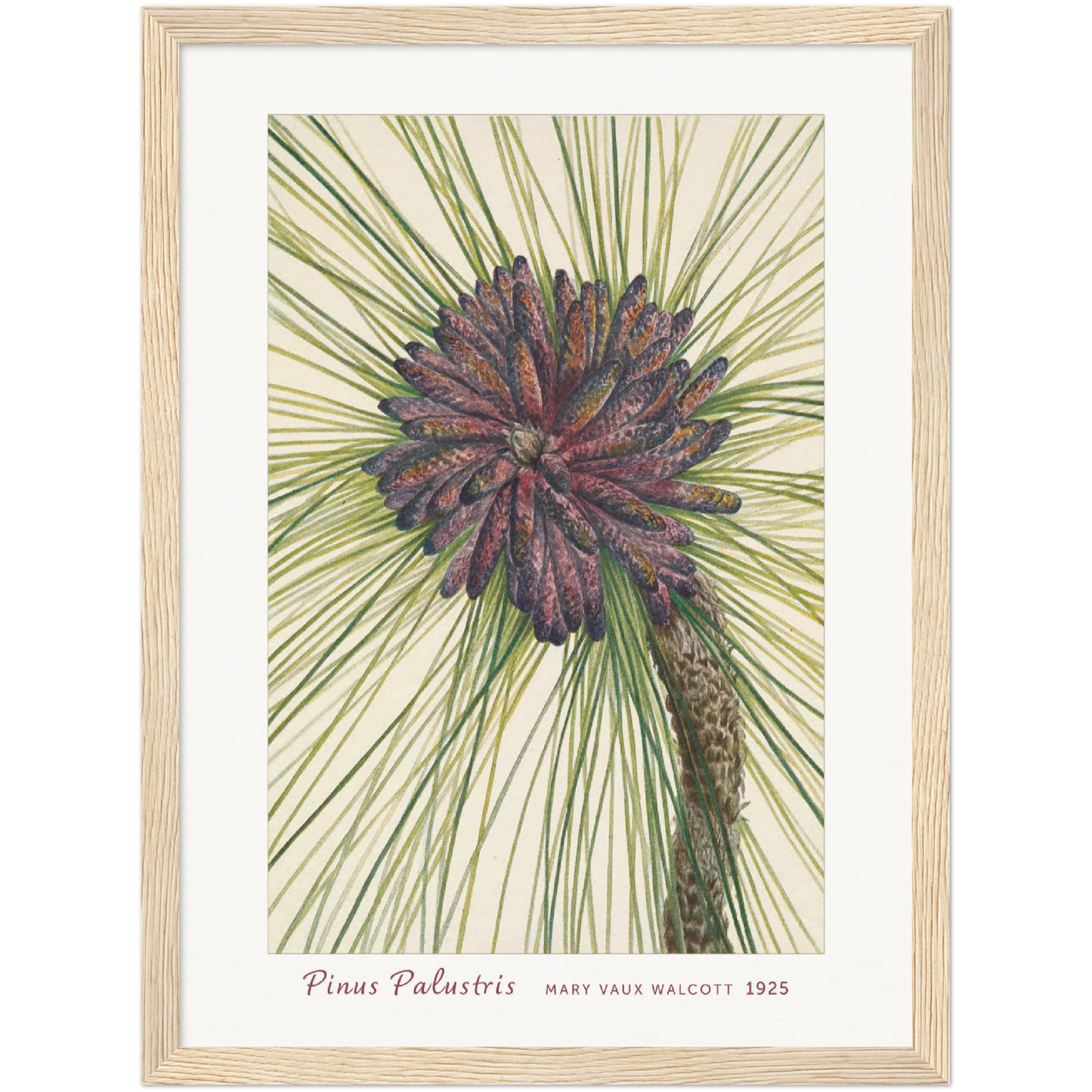 LONGLEAF PINE. PINUS PALUSTRIS (1925)