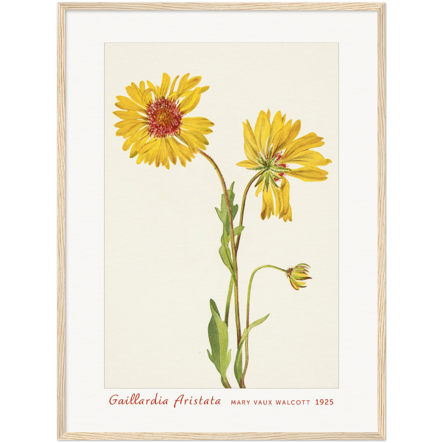 PERENNIAL GAILLARDIA. GAILLARDIA ARISTATA