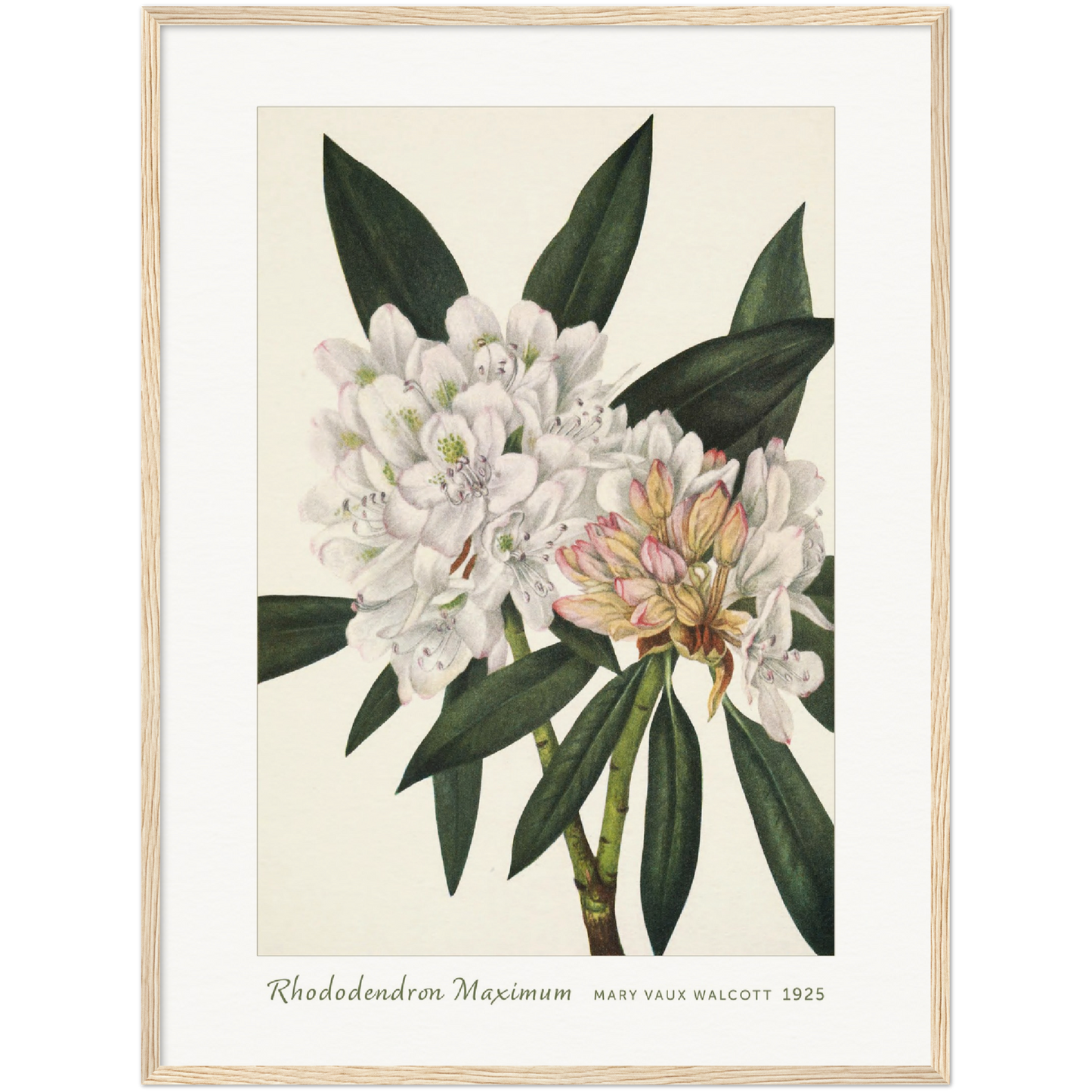 ROSEBAY RHODODENDRON. RHODODENDRON MAXIMUM (1925)