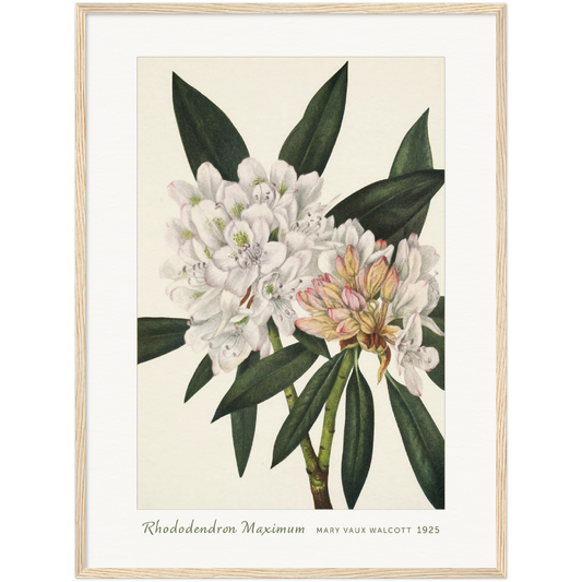 ROSEBAY RHODODENDRON. RHODODENDRON MAXIMUM (1925)