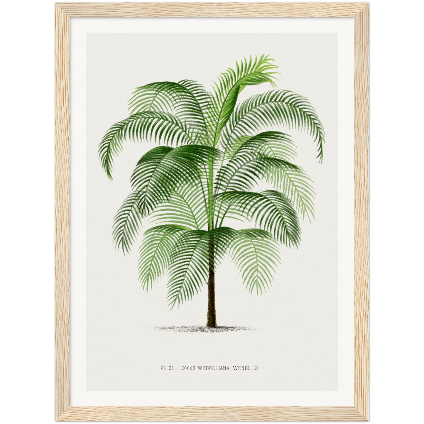 COCOS PALM