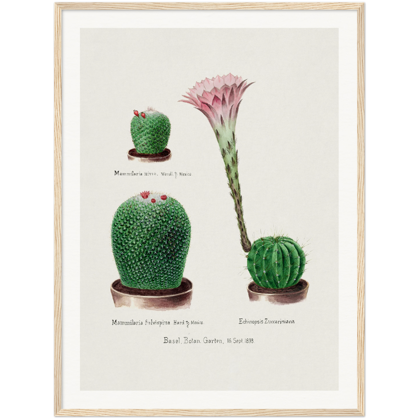 RAINBOW PINCUSHION CACTUS AND EASTER LILY