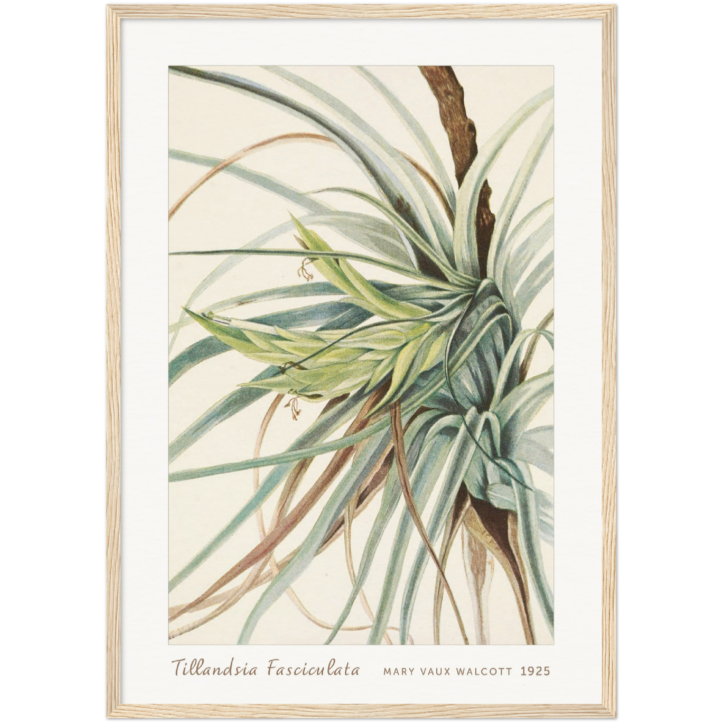 TILLANDSIA. TILLANDSIA FASCICULATA (1925)