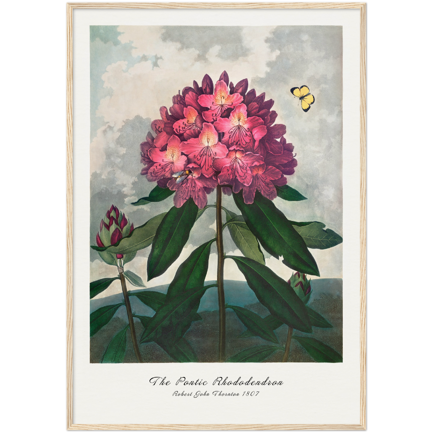 THE PONTIC RHODODENDRON