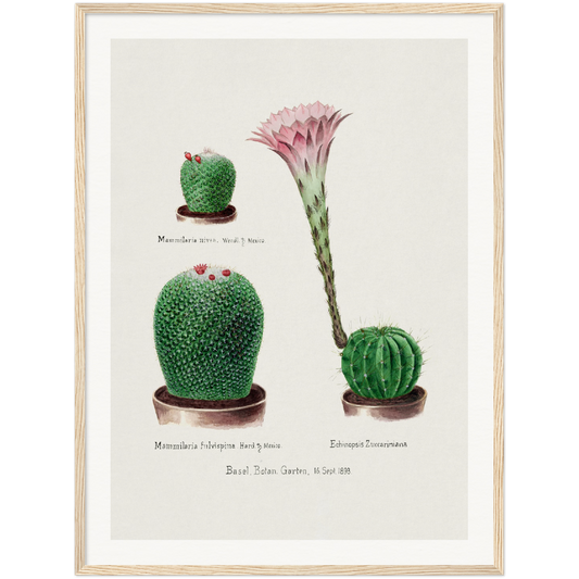 RAINBOW PINCUSHION CACTUS AND EASTER LILY