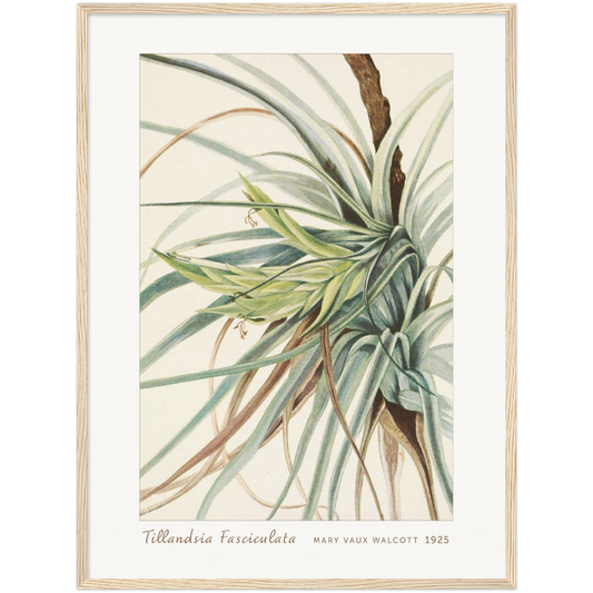 TILLANDSIA. TILLANDSIA FASCICULATA (1925)