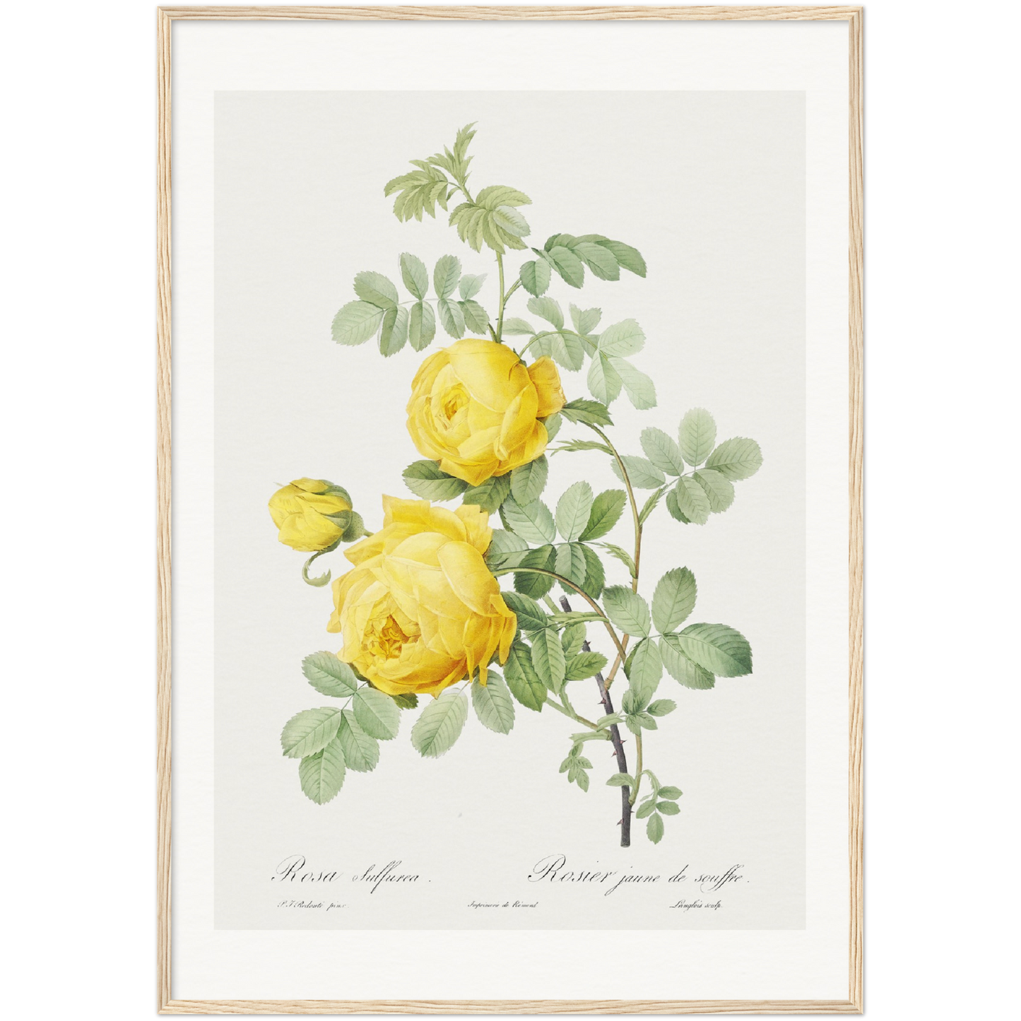 ROSA HEMISPHAERICA, ALSO KNOWN AS YELLOW ROSE OF SULFUR (ROSA SULFUREA)